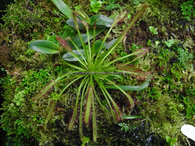 Pitcher plants